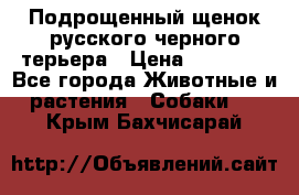 Подрощенный щенок русского черного терьера › Цена ­ 35 000 - Все города Животные и растения » Собаки   . Крым,Бахчисарай